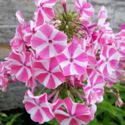 Phlox paniculata Peppermint Twist - Des fleurs bicolores tout l'été