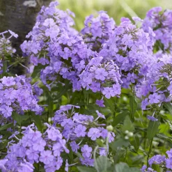 Phlox paniculé Blue Paradise - Le bleu qui change de teinte