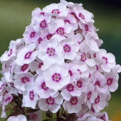 Phlox paniculé Europa - Massif fleuri tout l'été