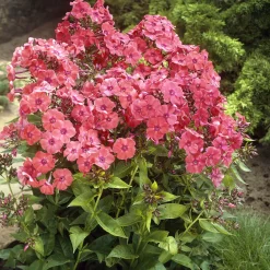 Phlox paniculé Orange Perfection - Un massif orange tout l'été