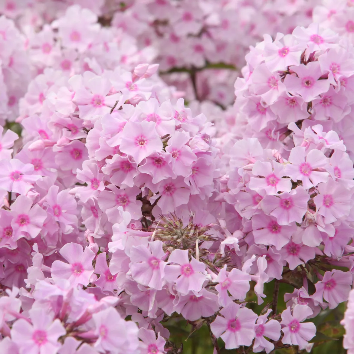 Phlox paniculé Rosa Pastel - Nuages roses tout l'été