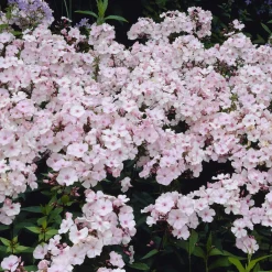 Phlox paniculé Rosa Pastel - Nuages roses tout l'été