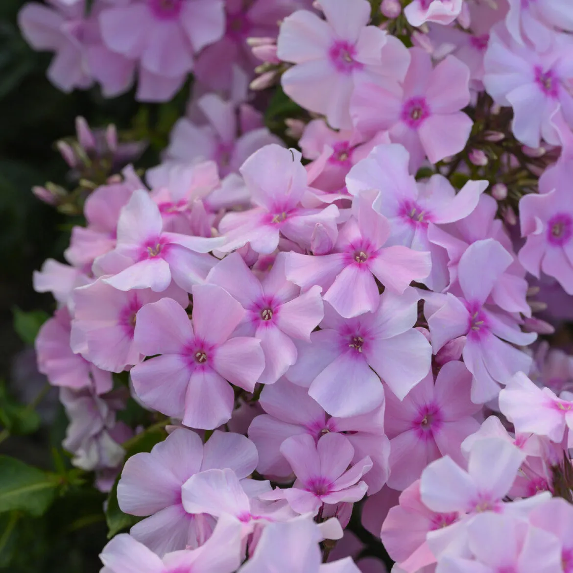 Phlox paniculé Rosa Pastel - Nuages roses tout l'été