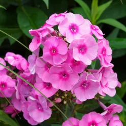 3 Phlox paniculé rose vif - Un parfum sucré tout l'été