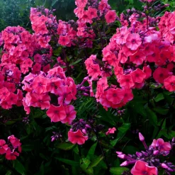 Phlox paniculé Starfire - Le rouge qui illumine l'été