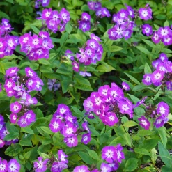 Phlox paniculé Uspech - Un été violet et parfumé