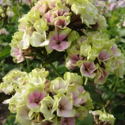 Phlox paniculé vert anis et rose violacé - Un massif parfumé tout l'été