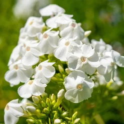 Phlox paniculé White Admiral - Un nuage blanc parfumé