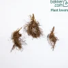 3 Phlox rouge, bleu, blanc en mélange - Un massif tricolore parfumé