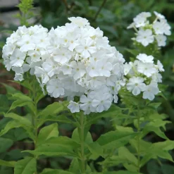 3 Phlox rouge, bleu, blanc en mélange - Un massif tricolore parfumé