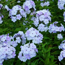 3 Phlox rouge, bleu, blanc en mélange - Un massif tricolore parfumé