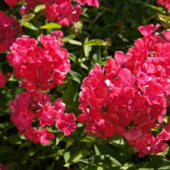 3 Phlox rouge, bleu, blanc en mélange - Un massif tricolore parfumé