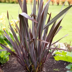 Phormium Black Adder ® - Lin de Nouvelle-Zélande - Le feuillage noir qui claque