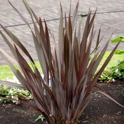 Phormium Black Adder ® - Lin de Nouvelle-Zélande - Le feuillage noir qui claque