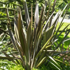 Phormium Bronze Baby - Lin de Nouvelle-Zélande - Feuillage bronze toute l'année