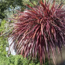 Phormium Rainbow Queen - Lin de Nouvelle-Zélande - Un feuillage flamboyant