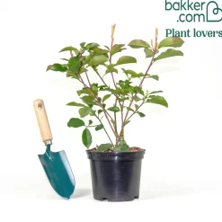 Photinia fraseri Camilvy - Une haie rouge feu express