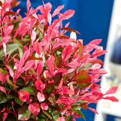 Photinia fraseri Little Fenna - Le photinia format compact