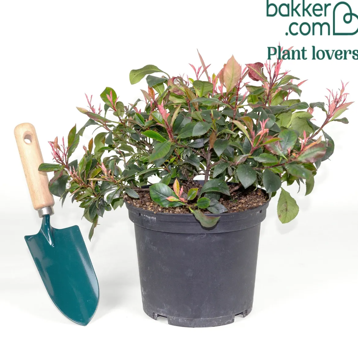 Photinia fraseri Little Fenna - Le photinia format compact