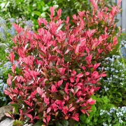 Photinia fraseri Little Fenna - Le photinia format compact