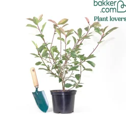 Photinia fraseri Louise - Une haie rouge vif toute l'année