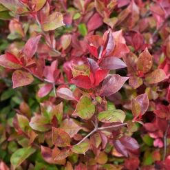 Photinia Little Red Robin - Des pousses rouge éclatant