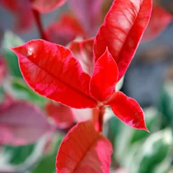Photinia 'Pink Marble' - Un feuillage rose toute l'année