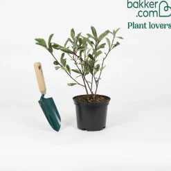 Photinia 'Pink Marble' - Un feuillage rose toute l'année