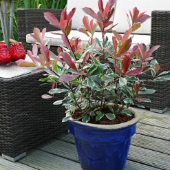 Photinia 'Pink Marble' - Un feuillage rose toute l'année