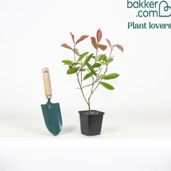 Photinia 'Red Robin' - Des pousses rouges éclatantes