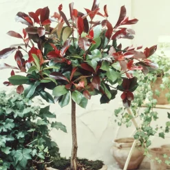 Photinia Red Robin sur tige - Un écran rouge en un geste