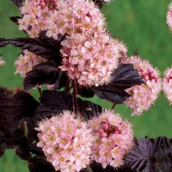 Physocarpe à feuilles pourpres Diabolo - Feuillage pourpre toute la saison