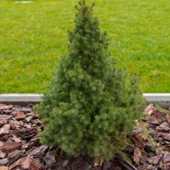 Picea glauca Conica - Le mini sapin qui reste parfait
