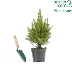 Picea glauca Conica - Le mini sapin qui reste parfait