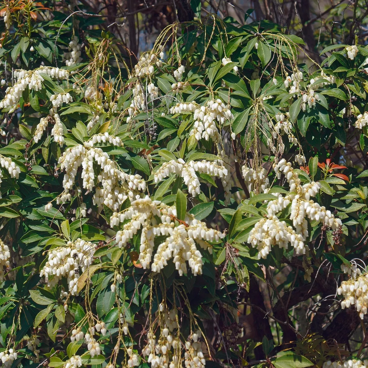Pieris Cascade blanche - Cascade blanche au printemps