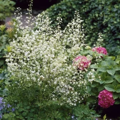 Pigamon Delavayi blanc - Nuage floral au jardin