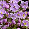 Pigamon du père Delavay - Un nuage violet au jardin