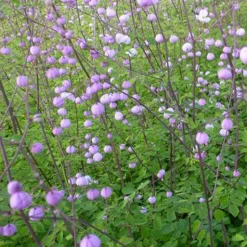 Pigamon Splendide - Un nuage rose au jardin