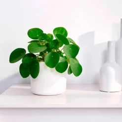 Pilea peperomioides - Feuilles rondes effet waouh