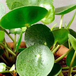 Pilea peperomioides - Feuilles rondes effet waouh