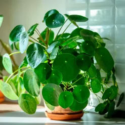 Pilea peperomioides - Feuilles rondes effet waouh