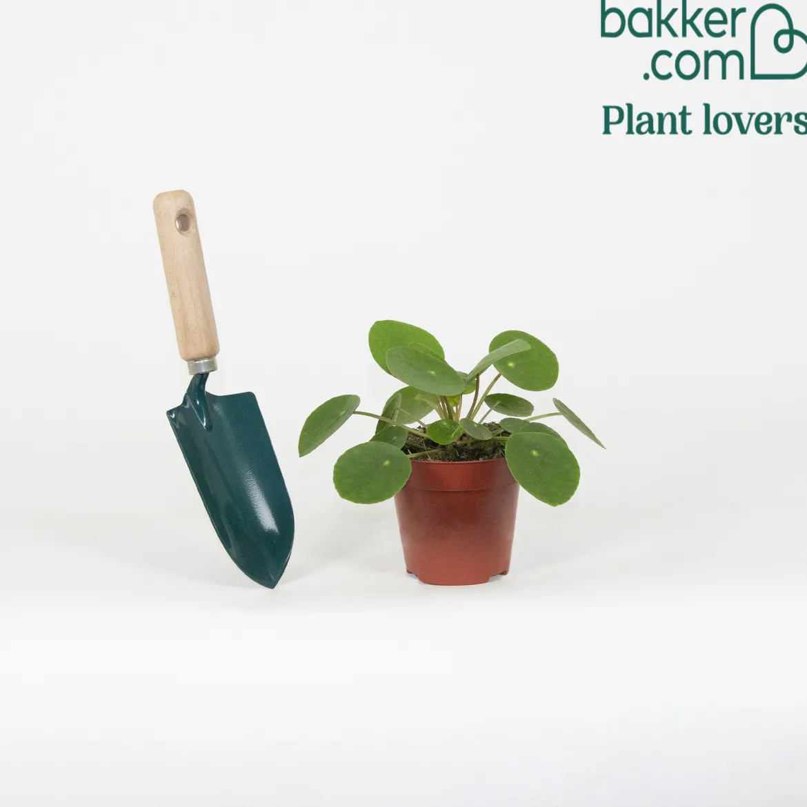 Pilea peperomioides - Feuilles rondes effet waouh