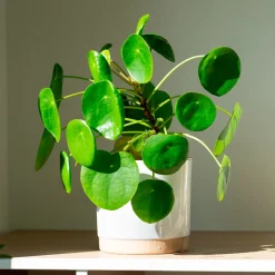 Pilea peperomioides - Feuilles rondes effet waouh