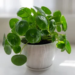 Pilea peperomioides - Feuilles rondes effet waouh