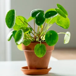 Pilea peperomioides - Feuilles rondes effet waouh