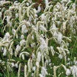 Pimprenelle blanche - Sanguisorbe - Épis blancs qui dansent