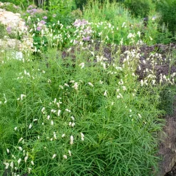 Pimprenelle blanche - Sanguisorbe - Épis blancs qui dansent