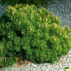 Pin des montagnes - Vert toute l'année sans effort