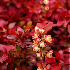 Épine-vinette Admiration - Le rouge qui claque au jardin