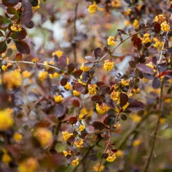Épine-vinette Superba - Feuillage pourpre tout l'été